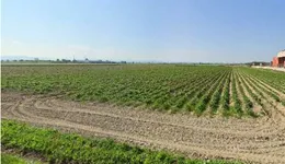 Aste giudiziarie immobiliari online - 11.0