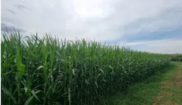 Aste giudiziarie immobiliari online - 2.0