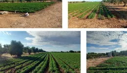 Aste giudiziarie immobiliari online - 3.0