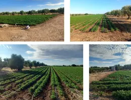 Aste giudiziarie immobiliari online - 3.0