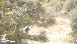 Aste giudiziarie immobiliari online - 12.0