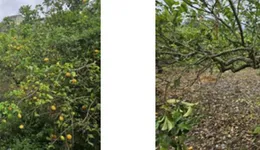 Aste giudiziarie immobiliari online - 3.0