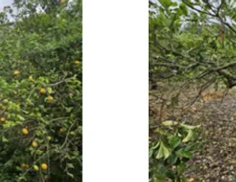 Aste giudiziarie immobiliari online - 3.0