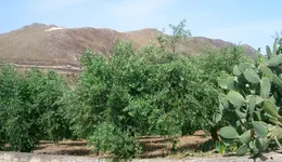 Aste giudiziarie immobiliari online - 2.0