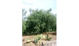 Aste giudiziarie immobiliari online - 3.0