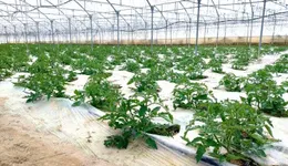 Aste giudiziarie immobiliari online - 10.0