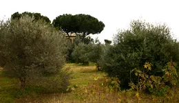 Aste giudiziarie immobiliari online - 5.0