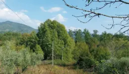 Aste giudiziarie immobiliari online - 9.0