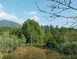 Aste giudiziarie immobiliari online - 9.0