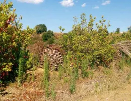 Aste giudiziarie immobiliari online - 11.0