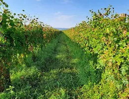 Aste giudiziarie immobiliari online - 9.0