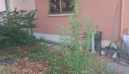 Aste giudiziarie immobiliari online - 1.0