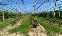 Aste giudiziarie immobiliari online - 9.0