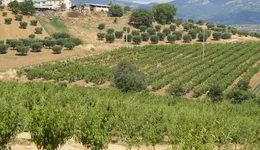 Aste giudiziarie immobiliari online - 6.0