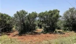 Aste giudiziarie immobiliari online - 9.0