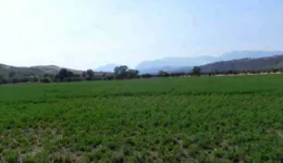 Aste giudiziarie immobiliari online - 5.0