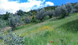 Aste giudiziarie immobiliari online - 4.0