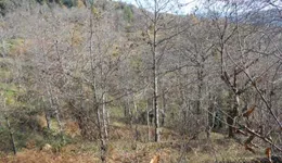 Aste giudiziarie immobiliari online - 10.0