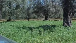 Aste giudiziarie immobiliari online - 9.0