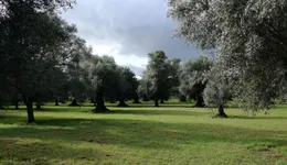 Aste giudiziarie immobiliari online - 1.0