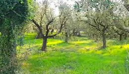 Aste giudiziarie immobiliari online - 12.0