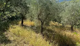 Aste giudiziarie immobiliari online - 11.0
