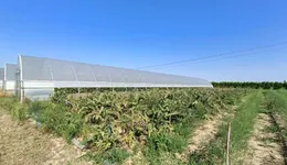 Aste giudiziarie immobiliari online - 1.0