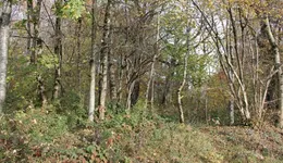 Aste giudiziarie immobiliari online - 2.0