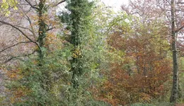 Aste giudiziarie immobiliari online - 9.0