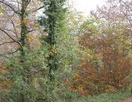 Aste giudiziarie immobiliari online - 11.0