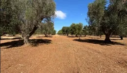 Aste giudiziarie immobiliari online - 10.0