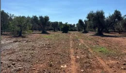 Aste giudiziarie immobiliari online - 9.0